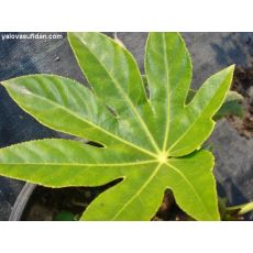 Aralya Fidanı Fatsia Japonica 20-30 Cm Çifti Dikim