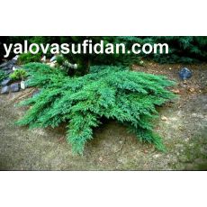 Yatay Ardıç Yatık Ardıç Juniperus horizontalis 25-35 Cm