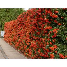 Ateş Dikeni Fidanı Pyracantha Coccinea 40-60 Cm Çapında