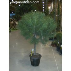Fıstık Çam Pinus Pinea 175 Cm