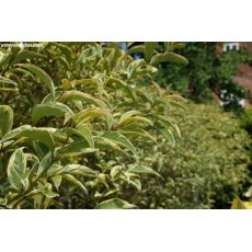 Ligüstrüm Lüküstürüm Alacalı ligustrum Japonica Excelsum Superbum Tijli 