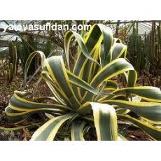 Agav Amerikana Alacalı Agave Americana Marginata