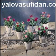Karanfil Çiçeği Kokulu Dianthus caryophyllus 15-20 Cm Çapı