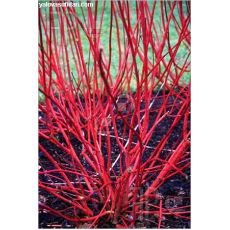 Süs Kızılcığı Cornus Alba Sibirica Kırmızı Gövdeli