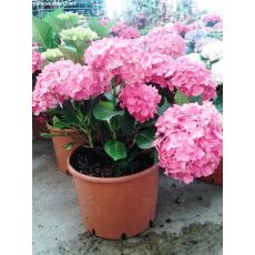 Ortanca Çiçeği Hydrangea Macrophylla 30-35 Cm Çapında