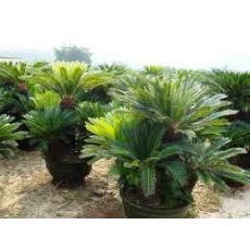 Sikas Cycas Revoluta 110-120 Cm Yapralı Boyu