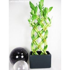 Spiral Bambu İthal 40-50 Cm