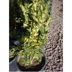 Alacalı Taflan Fidanı Euonymus Japonica Variegata