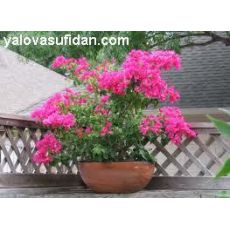 Bodur Begonvil Fidanı Çiçeği Pembe Bougainvillea Glabra 25-30 Cm Çapı