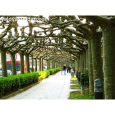 Çınar Ağacı Platanus Occidentalis 150-175 Cm