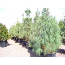 Ağlayan Çam Pinus Wallichiana 250-300 Cm