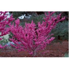 Erguvan Fidanı Cercis Siliquastrum 40-50 Cm