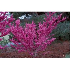 Erguvan Fidanı Cercis Siliquastrum 40-50 Cm