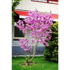 Erguvan Fidanı Cercis Siliquastrum 40-50 Cm