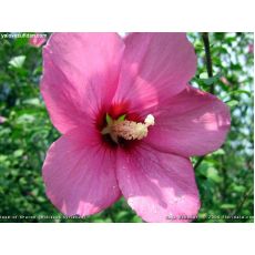 Hatmi Ağaç Fidanı Hibiscus Syriacus 175-200 Cm