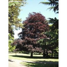 Huş Ağacı Fidanı Betula Purpurea Bordo Yapraklı 30-50 Cm