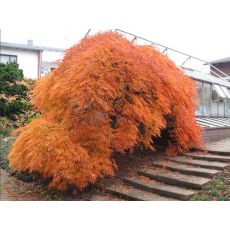 japon Akçaağacı Tijli Acer Palmatum Dissectum 100 Cm