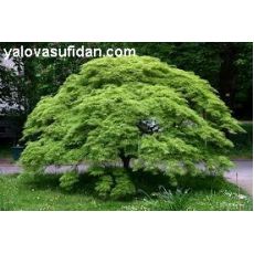 japon Akçaağacı Tijli Acer Palmatum Dissectum 100 Cm