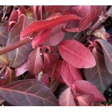 Kırmızı Taflan Euonymus Fortunei Coloratus 