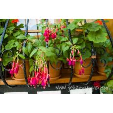 Küpeli Çiçeği Fuchsia  Saksıda 15-20 Cm Çapında