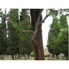 Lareks Ağacı Larex Fidanı