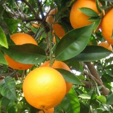 Portakal Fidanı 100-120