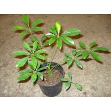 Şeflera Schefflera Compacta 20-30 Cm