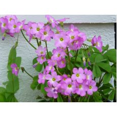 Yonca Pembe Çiçeki Oxalis Articulata 5 Adet Fiyatımızdır