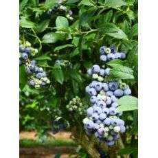 Yaban Mersini Jubile  Likapa Fidanı Blueberry 20-30 Cm