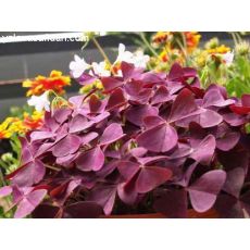 Süs Yoncası Bordo Yapraklı Uyku Çiçeği Oxalis Triangularis