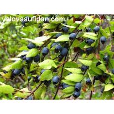 Mersin Bitkisi Fidanı Aronya Aronia melanocarpa Rus Yaban Mersini 20-30 Cm