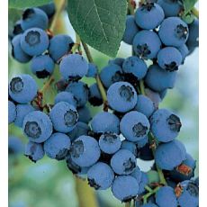 Yaban Mersini Bluecrop Likapa Fidanı Blueberry 20-30 Cm