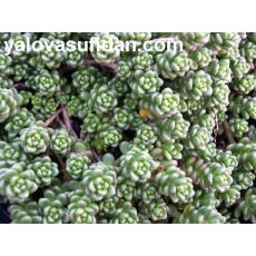 Sedum Sukullent Boncuk Dam Koruğu Sedum rubrotinctum 45 Adet Fiyatımızdır