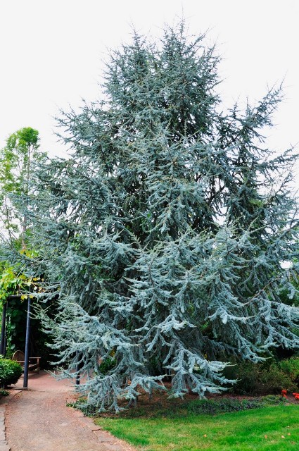 mavi-atlas-sediri-atlantik-sediri-yerli-cedrus-atlantica-glauca-250-275-cm