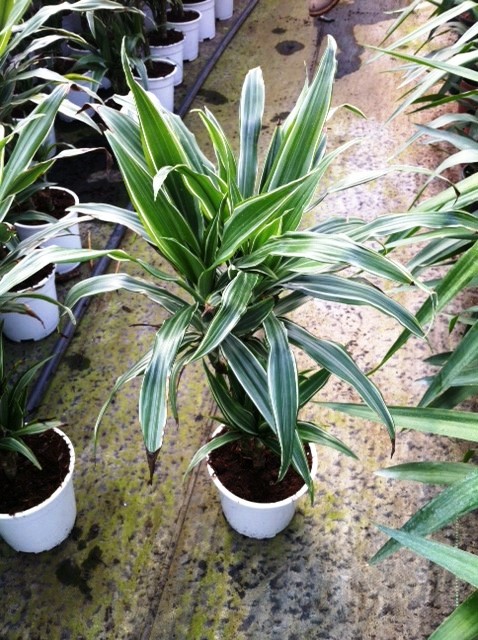 Dresena iei bitkisi Yerli Dracaena Warneckii 30-40 Cm