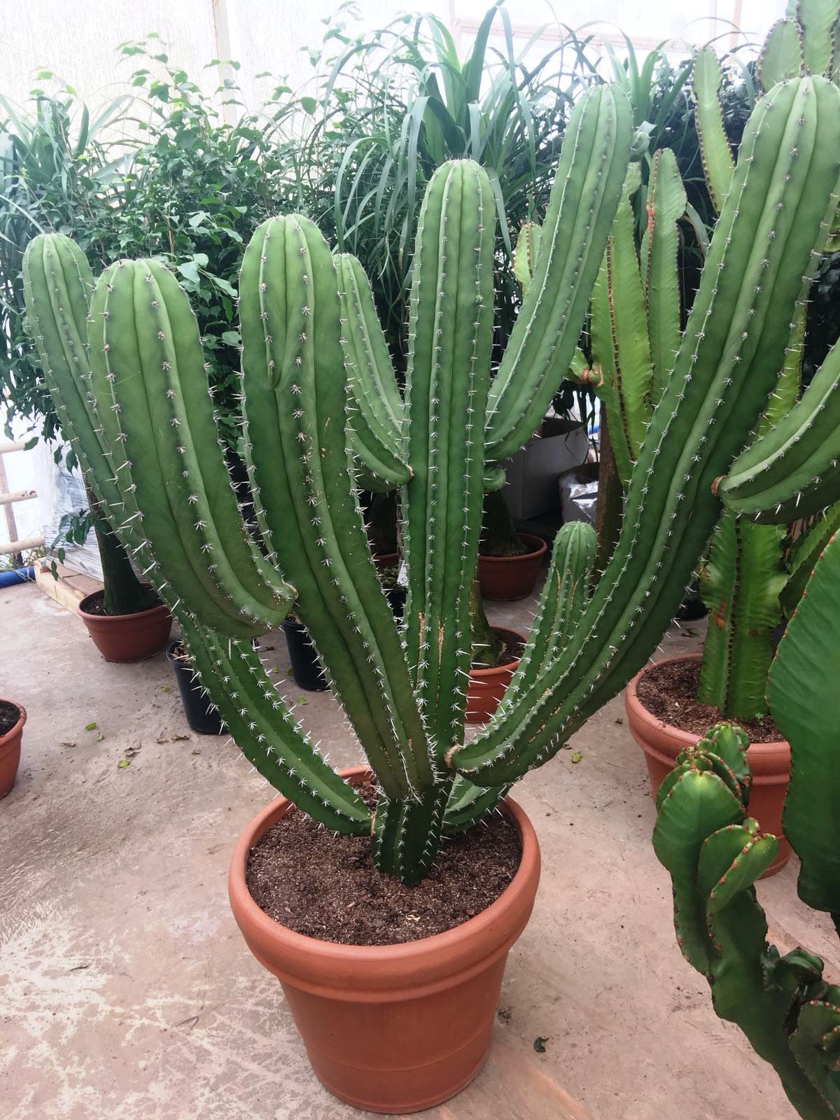 Kakts thal Cactus 135 Cm
